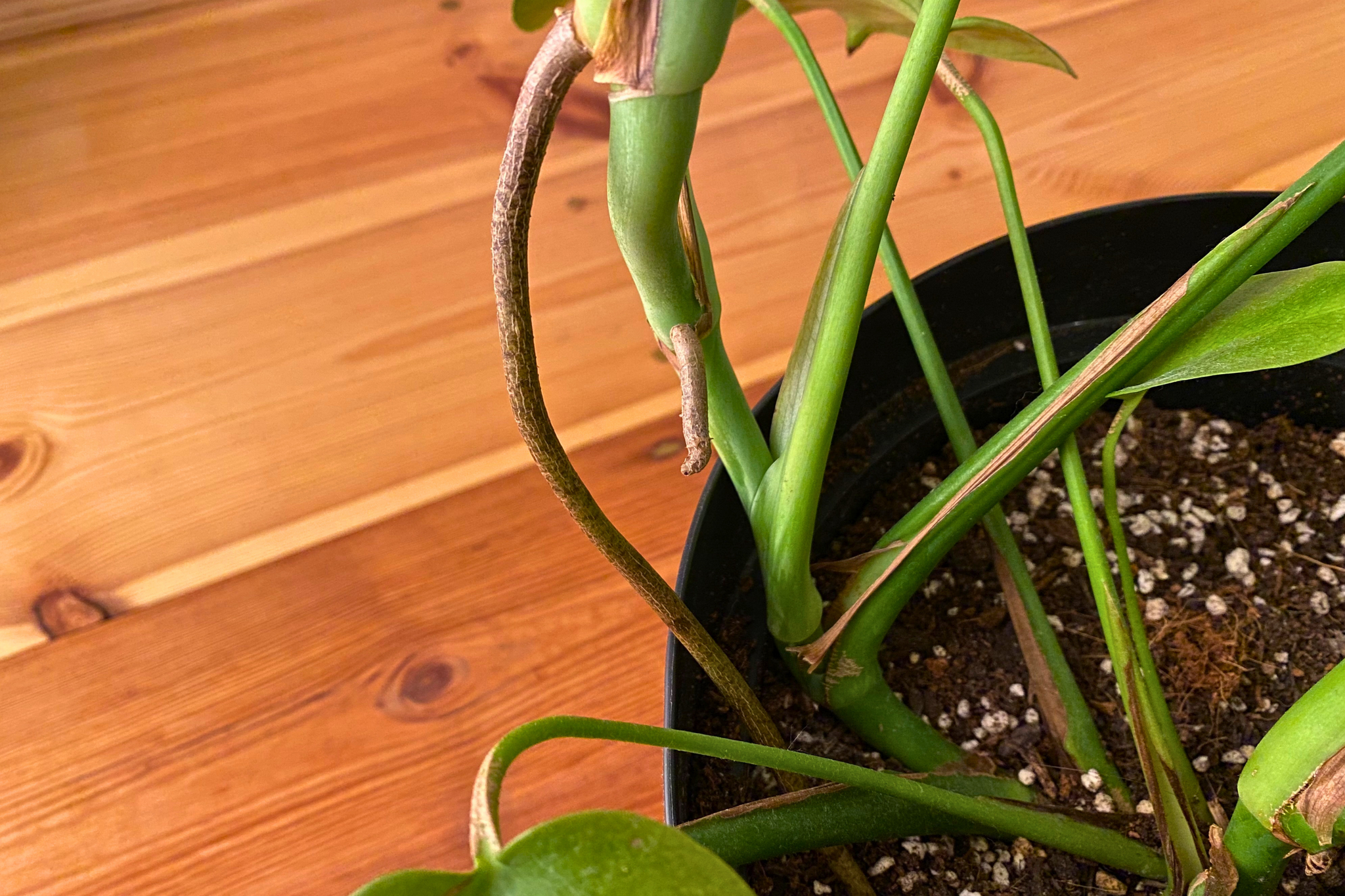 Monstera aerial roots