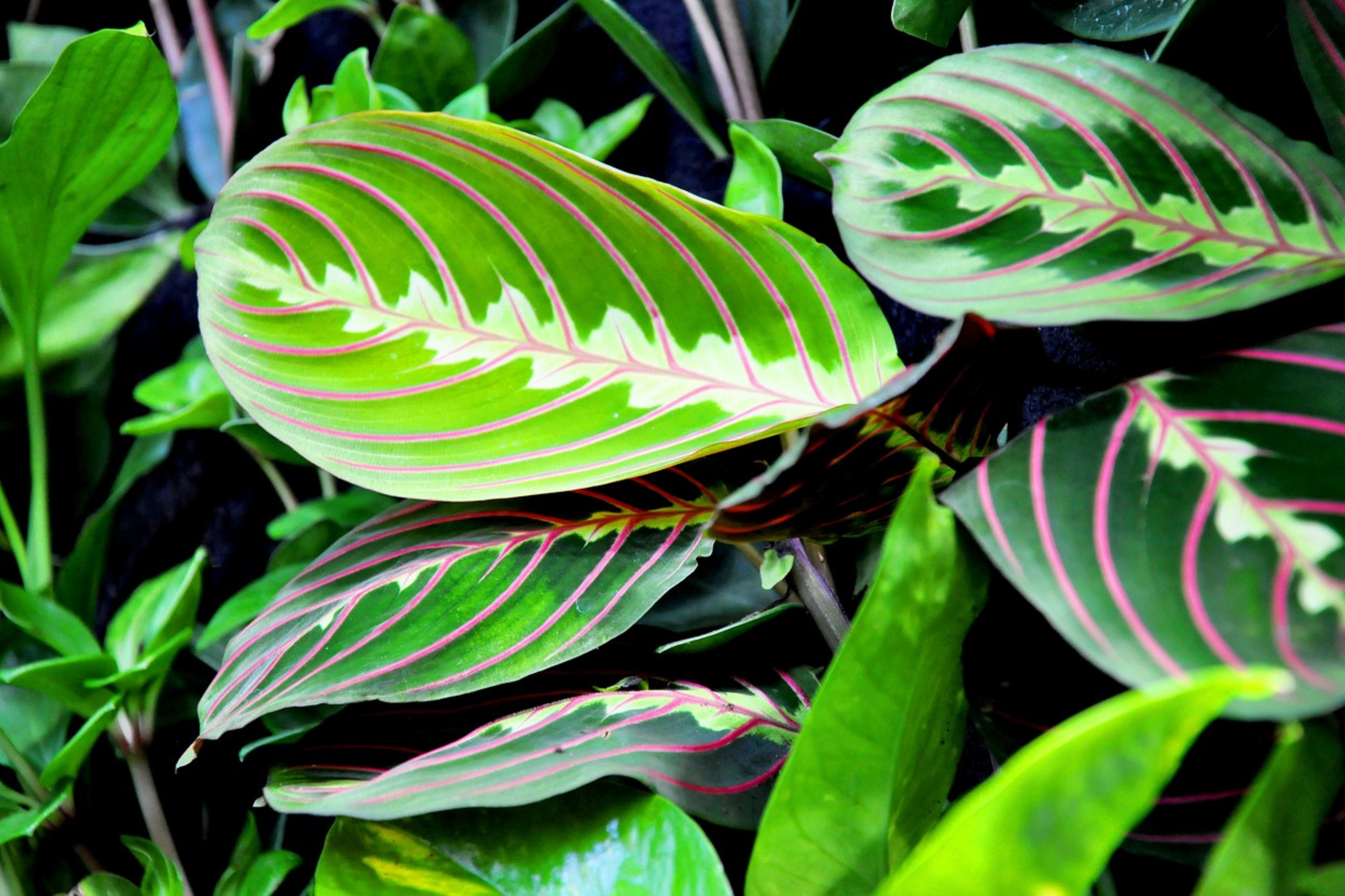 Marante como planta de interior con hojas coloridas.