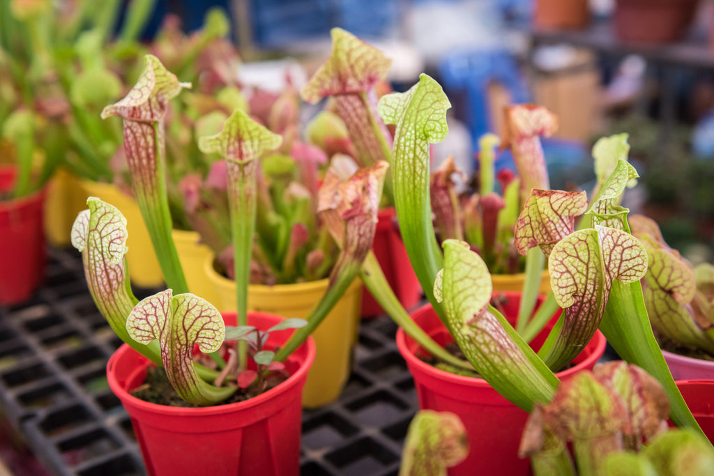 carnivorous plant