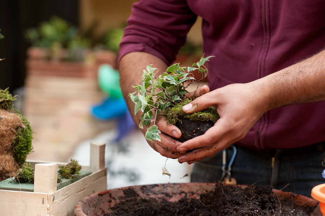 Kokedama selber machen