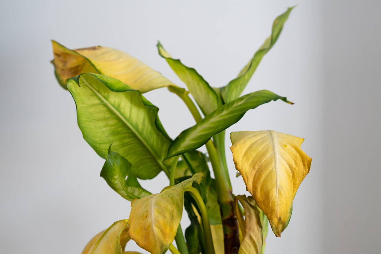 Causas de las hojas amarillas en las plantas de interior.