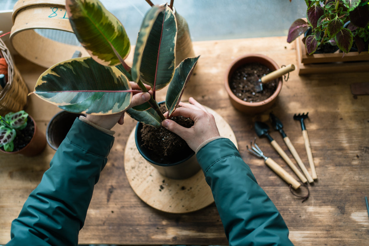 Trasplantar planta de interior