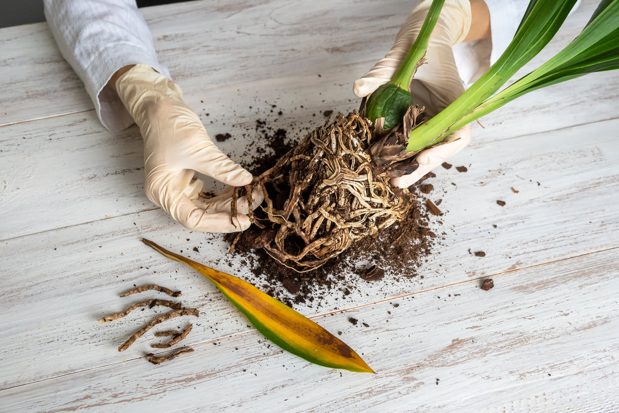 La pudrición de la raíz se manifiesta por raíces blandas.