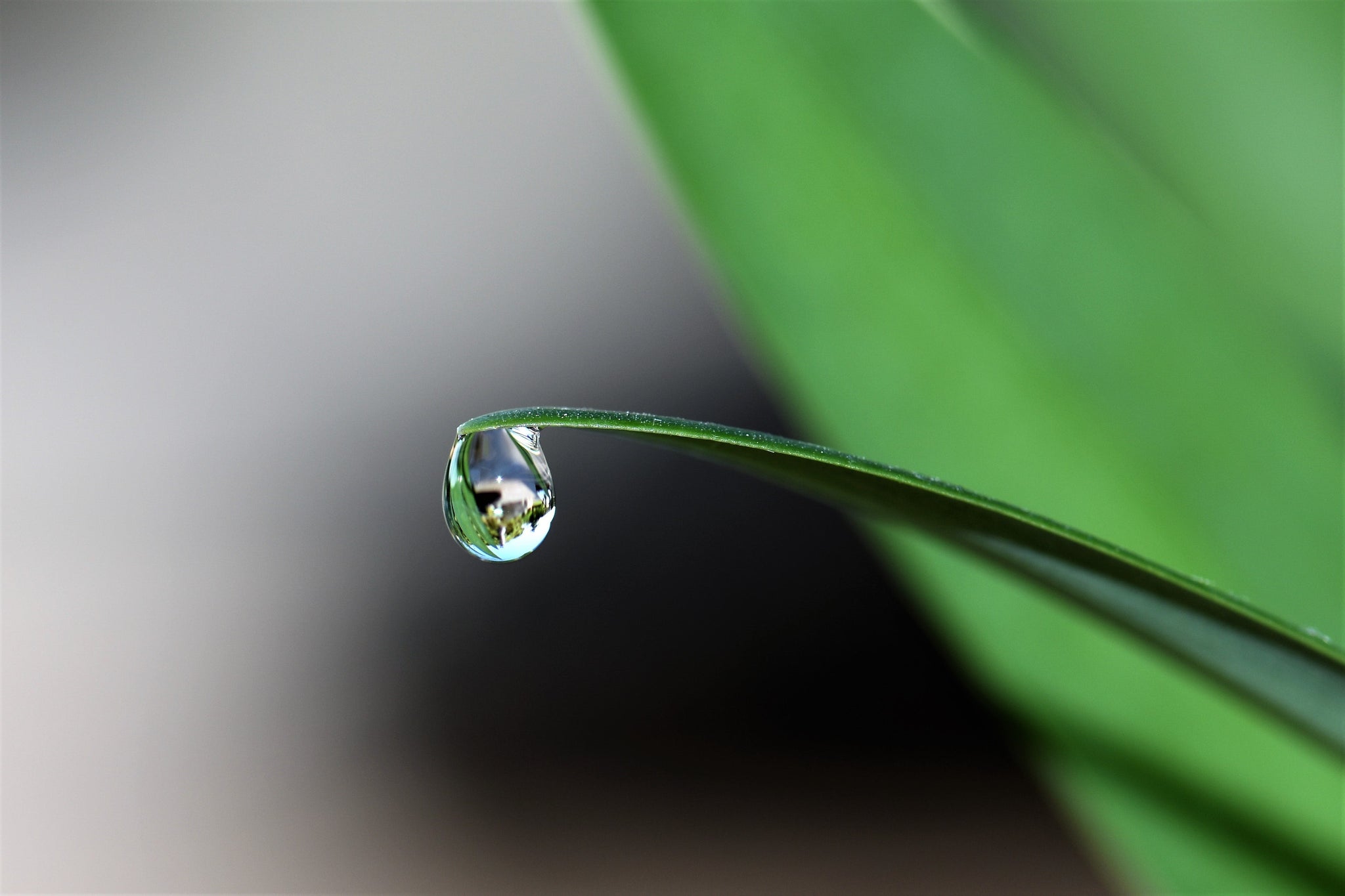 Guttation on the leaf