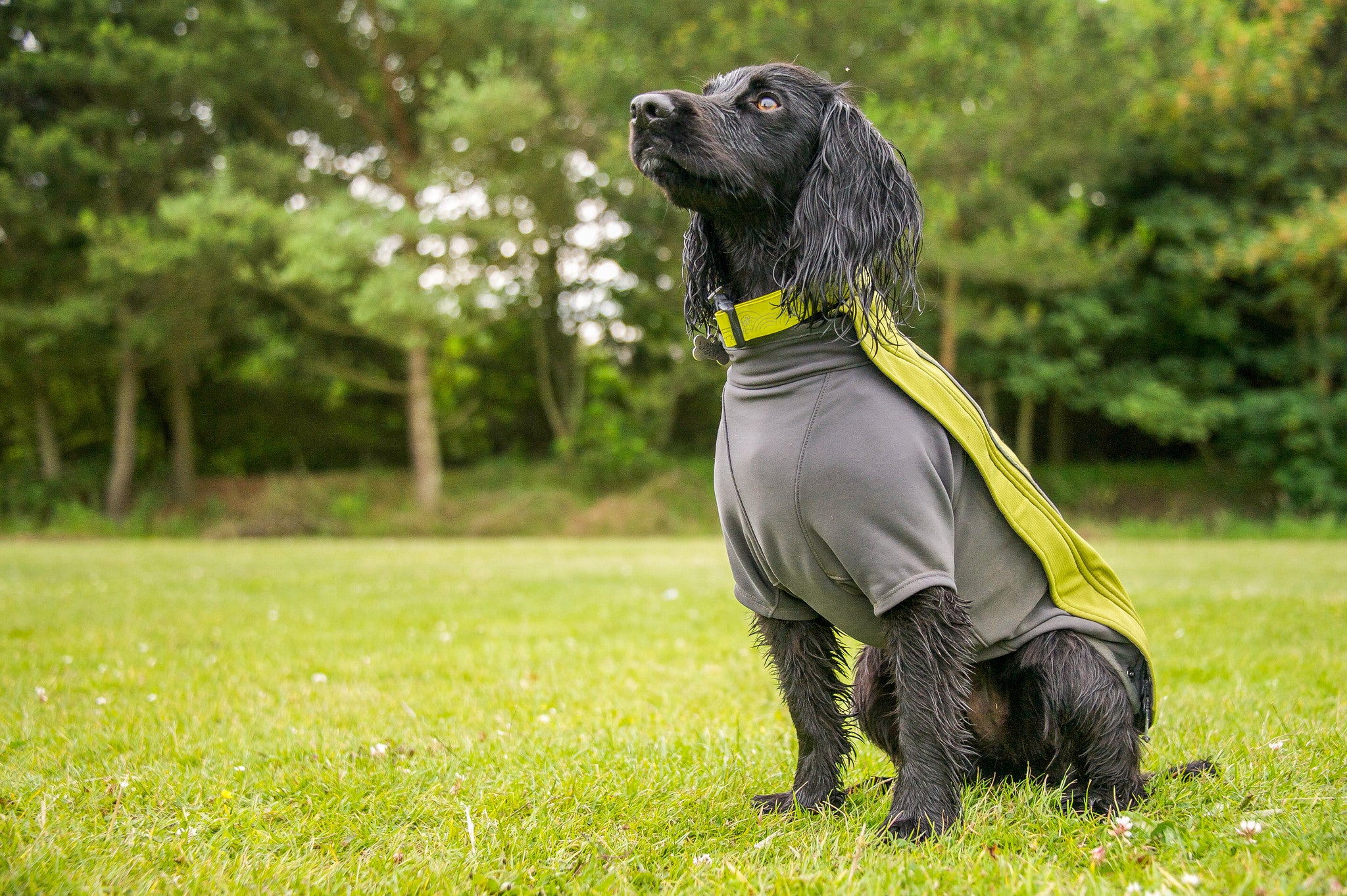 ruffwear cloud chaser