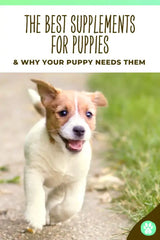 best supplements for puppies and why your puppy needs them pin