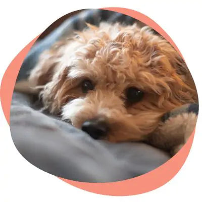 dog resting on blanket