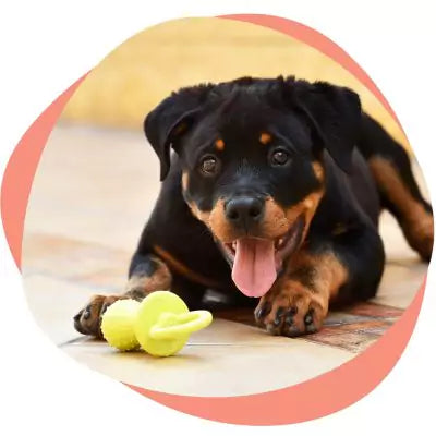 a Rottweiler puppy with a toy 