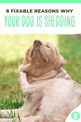 8 reasons why your dog is shedding more than usual pin