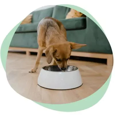 a dog eating from a bowl