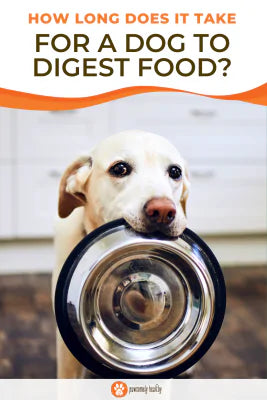 pinterest image how long does it take for a dog to digest food
