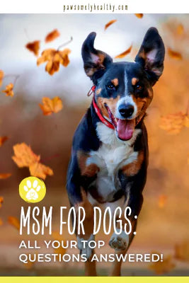 msm for dogs pin