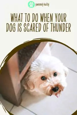 What to do when your dog is scared of thunder pin