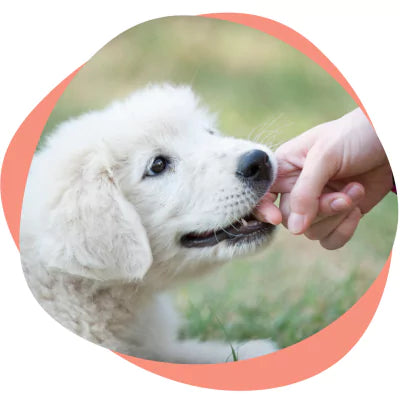 a puppy biting a hand