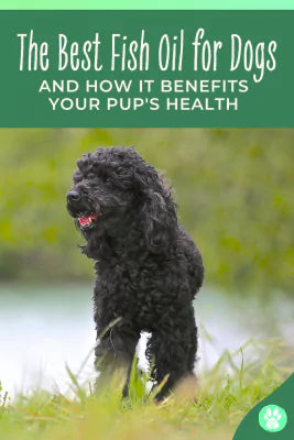 the best fish oil for dogs and how it benefits your pup's health