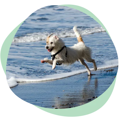 active dog at the beach