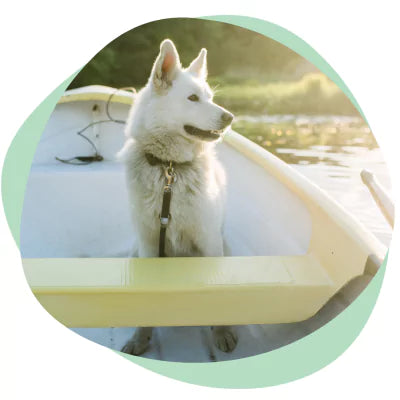 calm dog on boat
