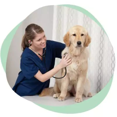 a dog being checked by the vet