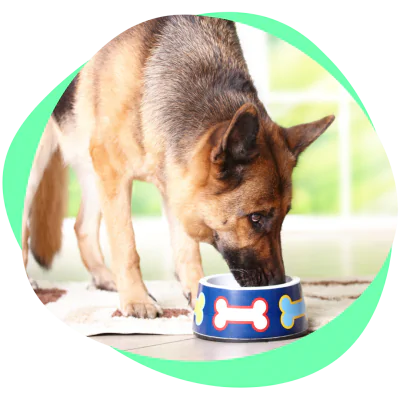 german shepherd eating