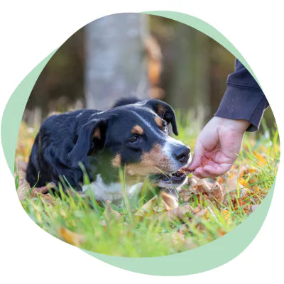 giving a dog a calming treat