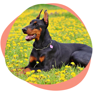 happy doberman in field