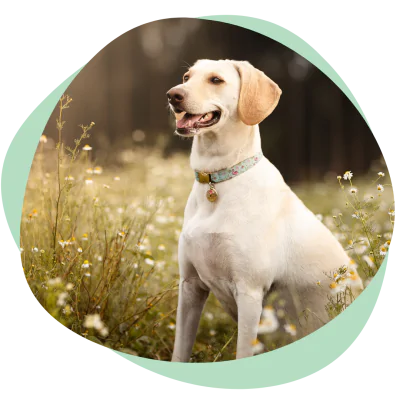 happy labrador in field