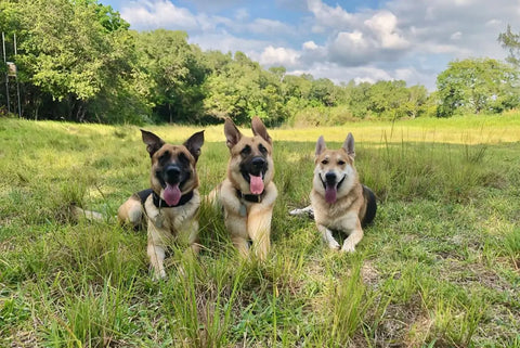 Three German shepherds