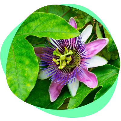 Passionflower