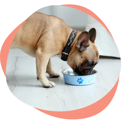 small dog eating from bowl