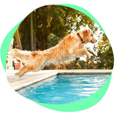 a dog jumping into the swimming pool