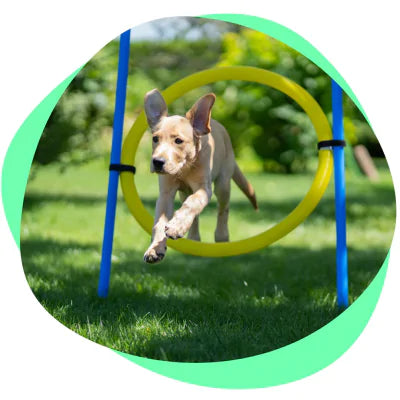 dog running agility course