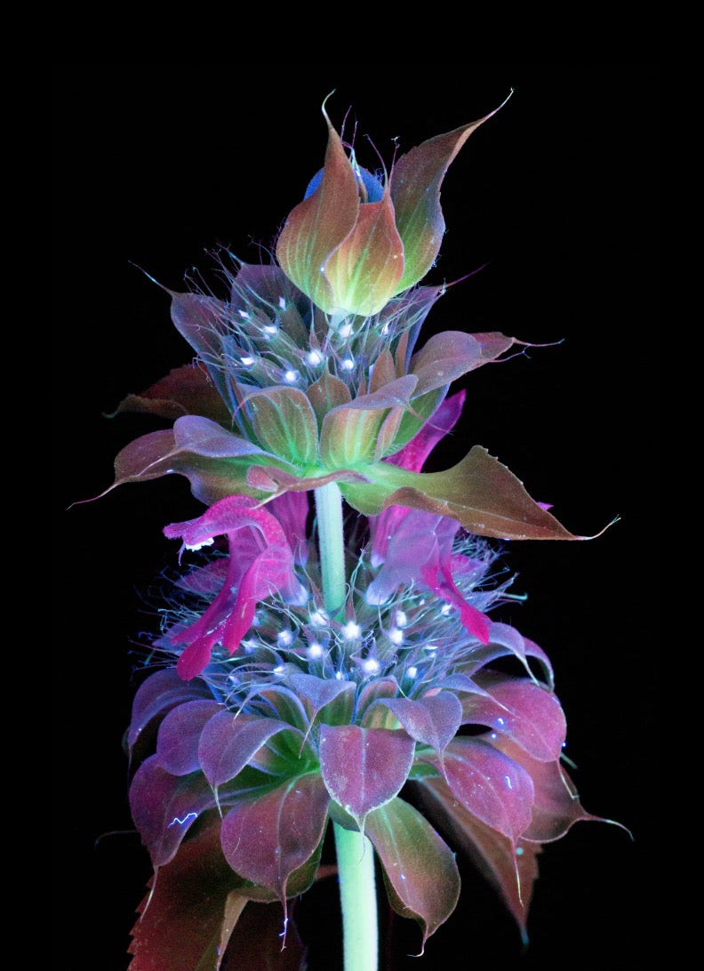 fluorescent bee balm flower