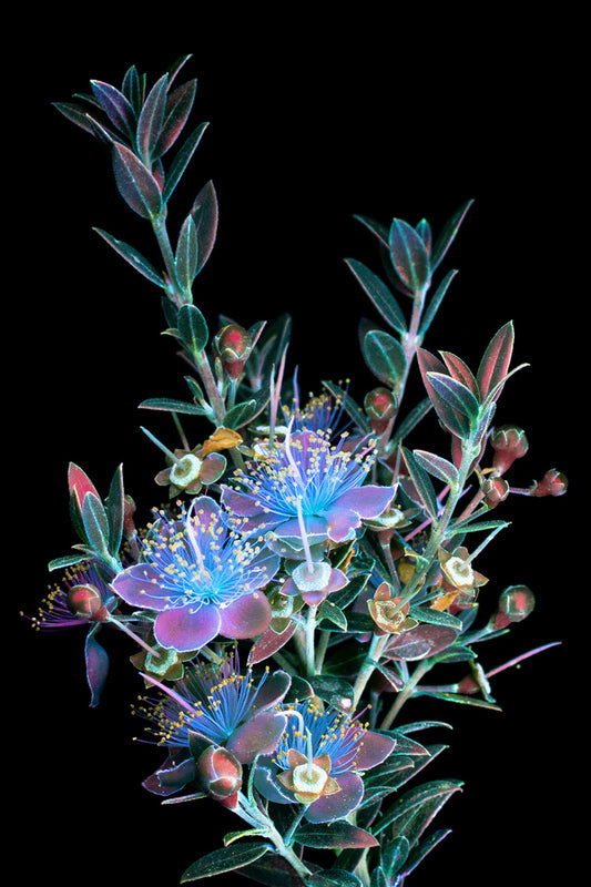 fluorescent hawthorn flowers