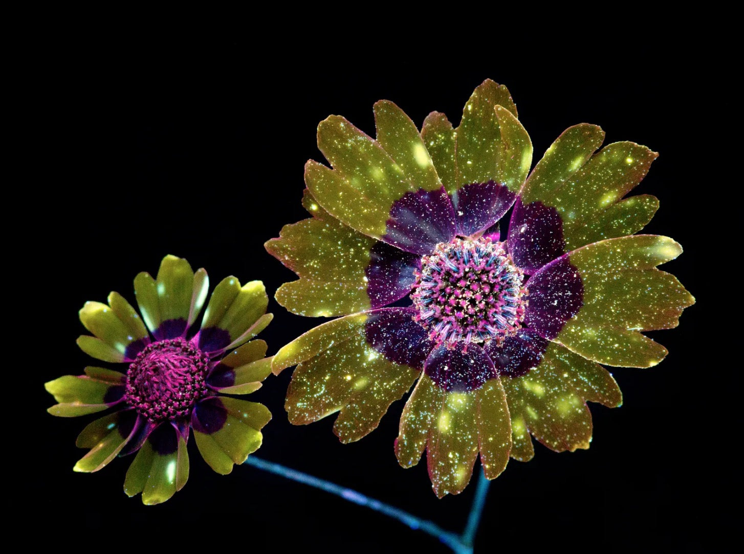 fluorescent plains coreopsis flower