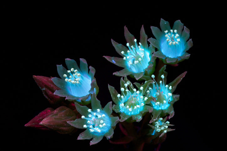 fluorescent succulent flowers