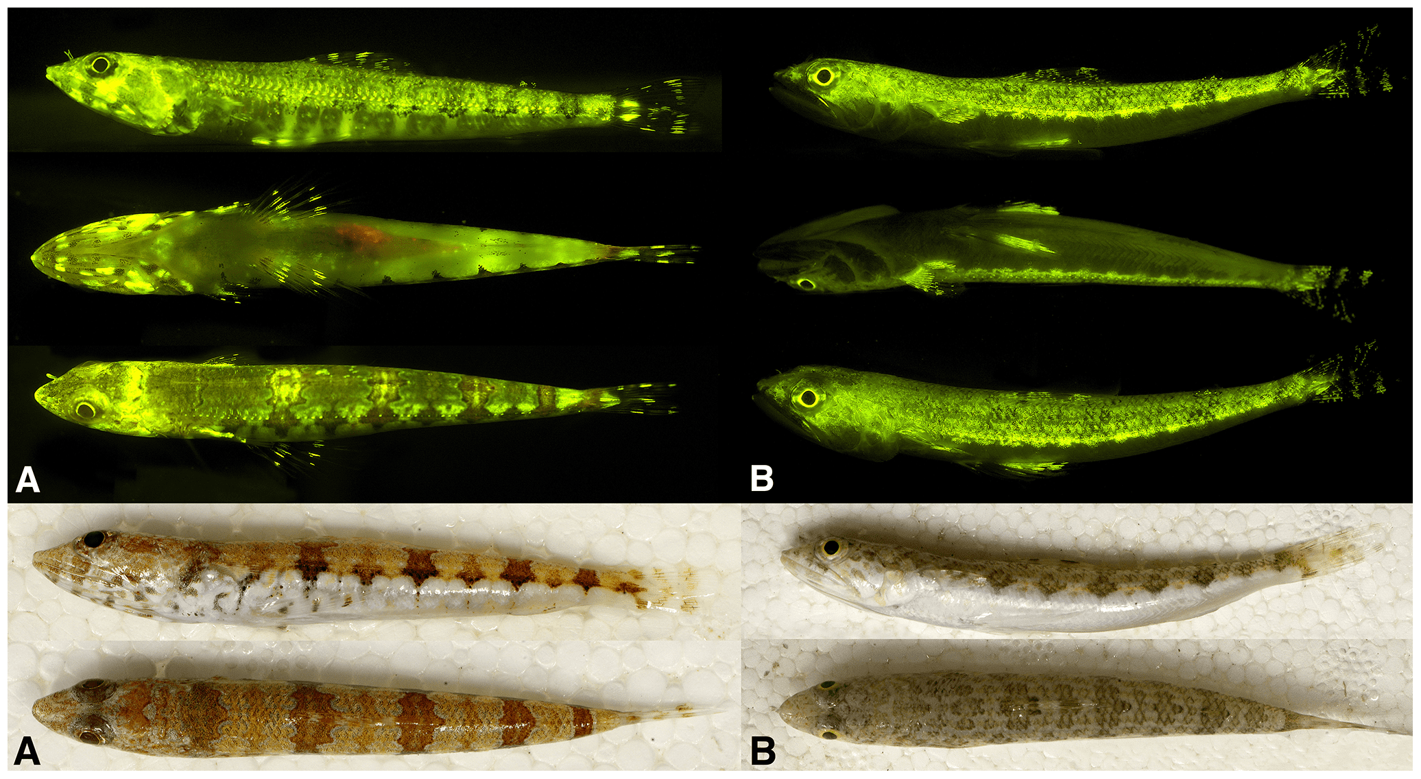 fluorescent fish