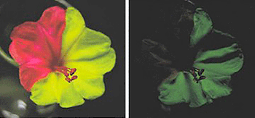 naturally fluorescent flower