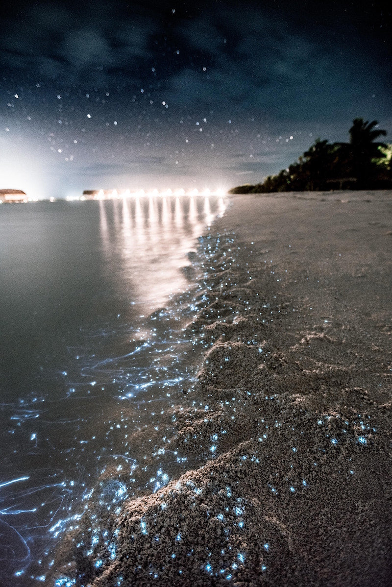 bioluminescent plankton