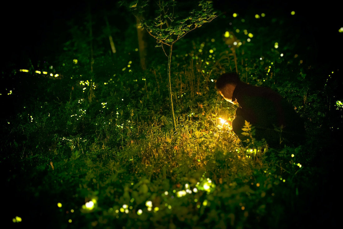 fireflies