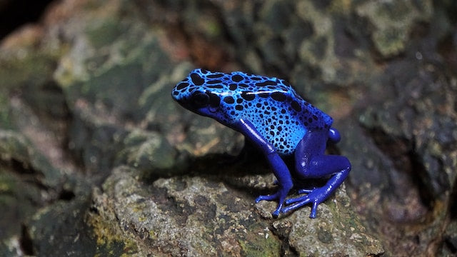 fluorescent frog