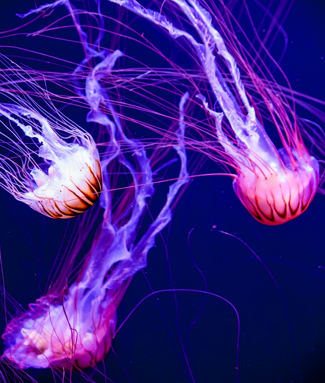 fluorescent jellyfish