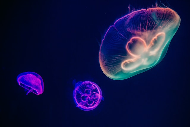 fluorescent jellyfish