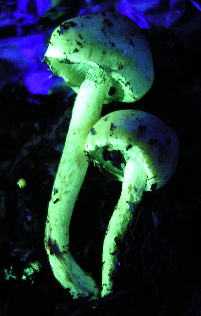 fluorescent mushrooms