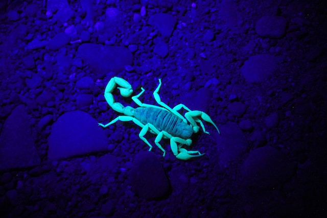 fluorescent scorpion