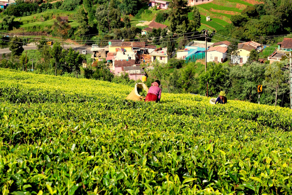 Organic tea farm