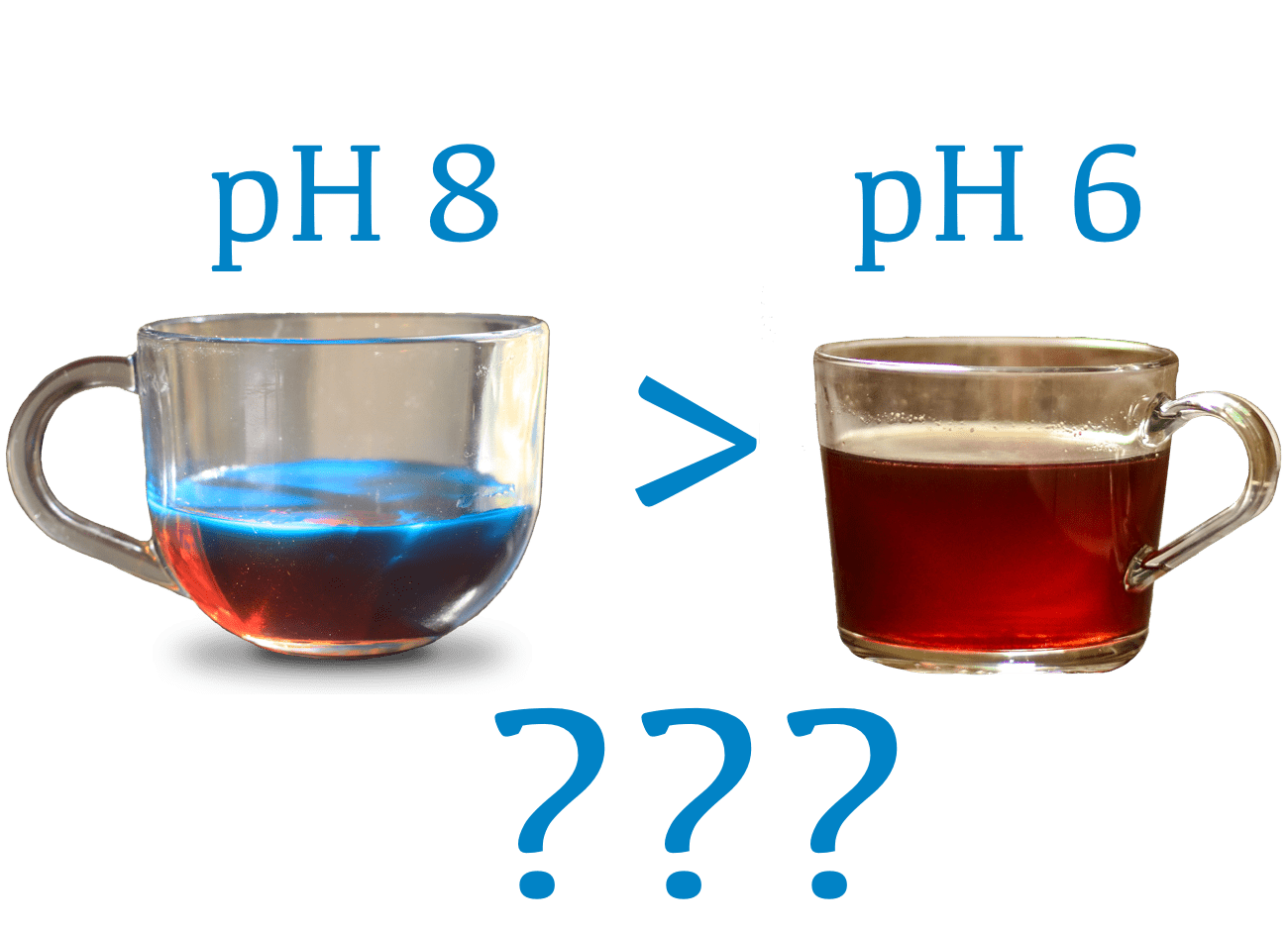 palo azul vs black tea