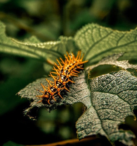 plant and insect