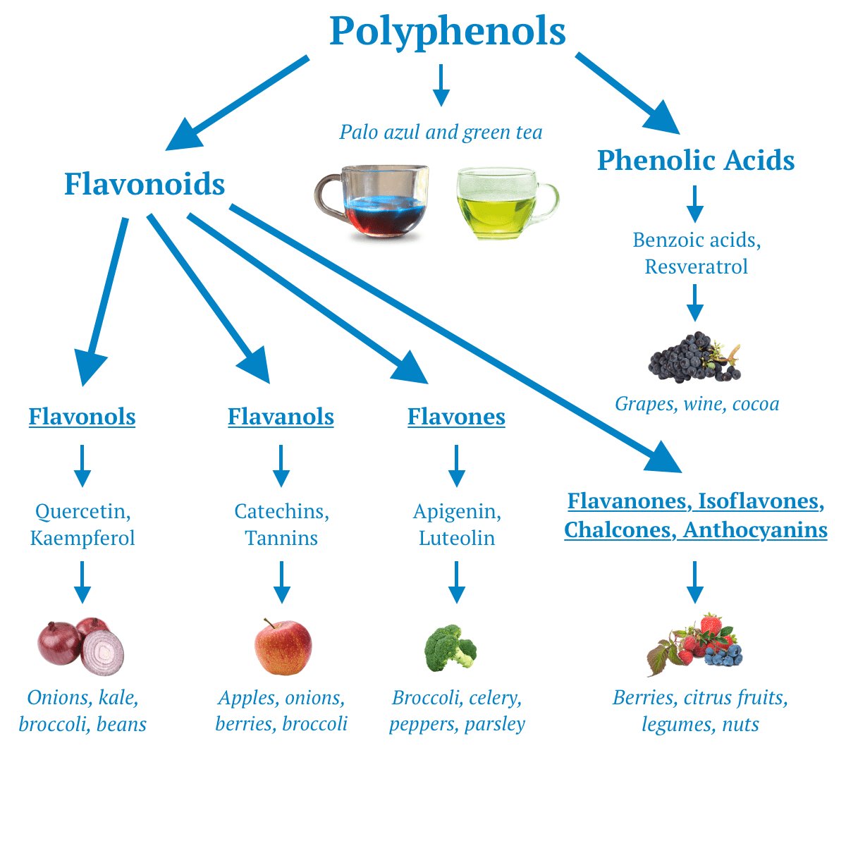 polyphenols flavonoids family tree