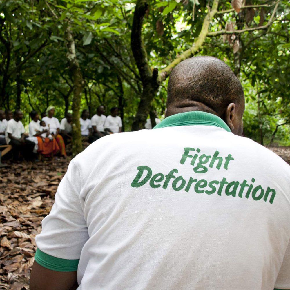 Rainforest Alliance fight deforestation