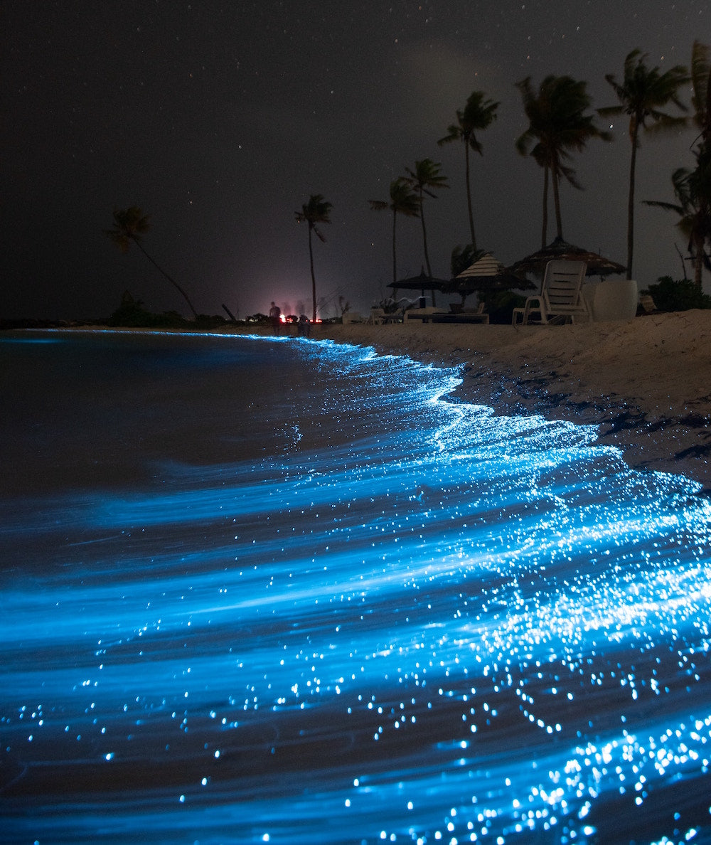 sea glow